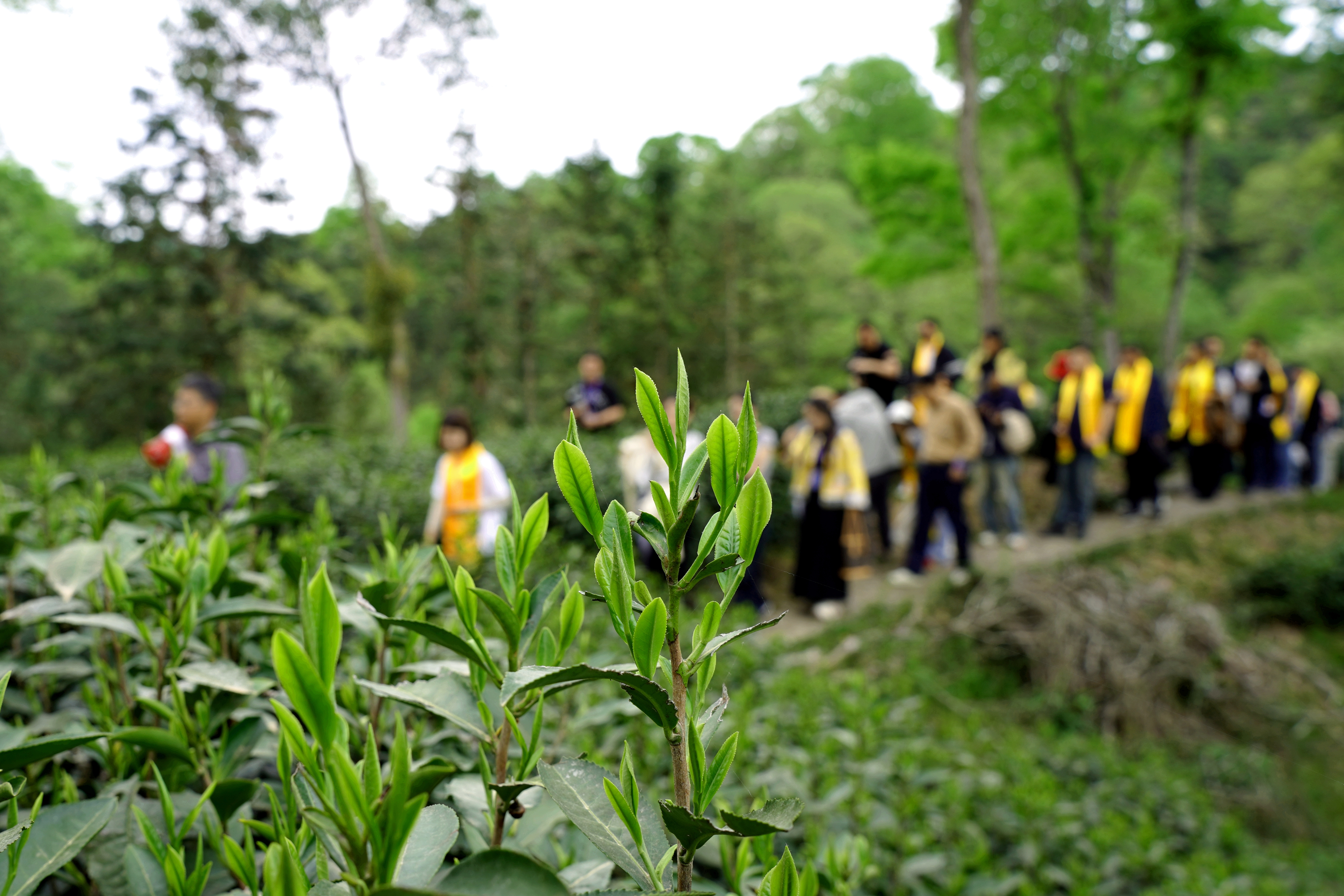 跟著嘉賓游開(kāi)園：采猴魁、訪(fǎng)茶史、品春鮮